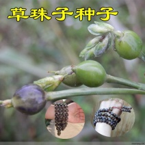 草珠子种子菩提子草菩提手链草珠门帘多年生发芽率高