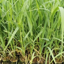 【基地直销】牧草种苗芦竹（进口）量大从优欢迎选购