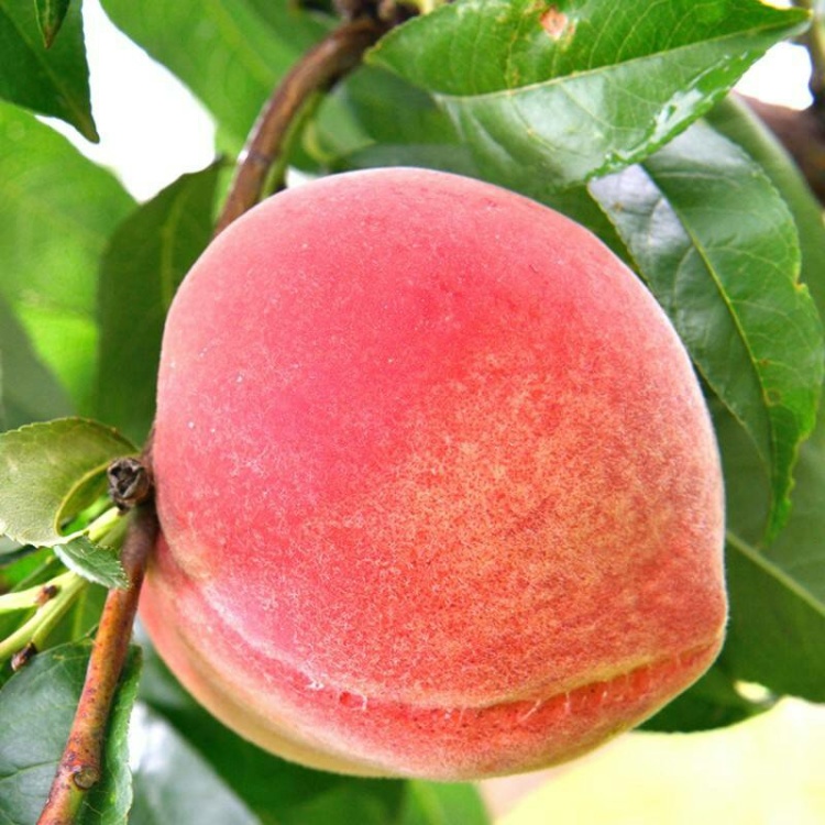 新沂沙红水蜜桃新鲜红桃现摘批发代发一件包邮