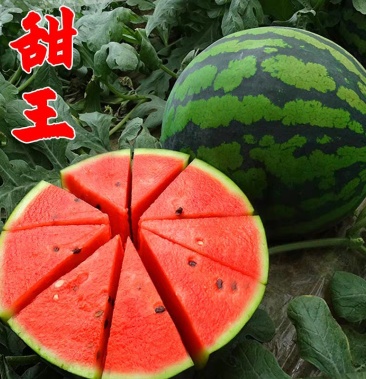 [甜王西瓜批发]【正宗】吉林庆红999西瓜 现摘现发保质保量 量大从优