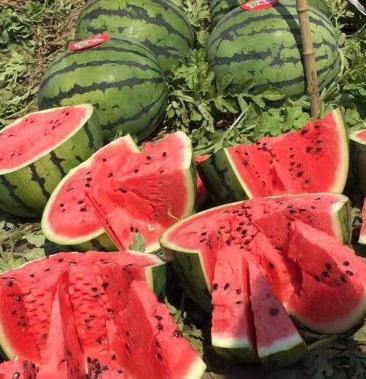 正宗吉林庆红999西瓜基地种植保质保量量大从优