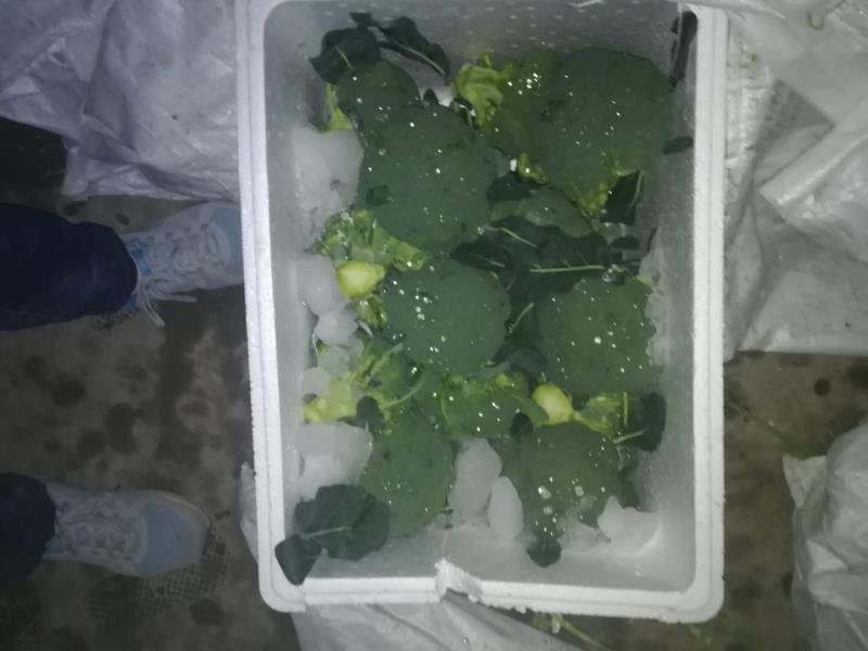 冰箱蔬果格内,一袋用半湿纸巾包裹根部、装在带孔保鲜袋中的西兰花整齐摆放,旁边标注‘0–4°C’温度标签,背景清晰显示冷藏环境 家庭冰箱中西兰花的正确存放方式