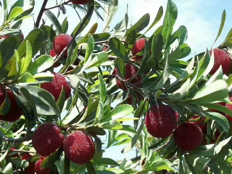 一位果农正在使用修枝剪对东魁杨梅树进行夏季修剪,重点修剪顶部过密枝条和下垂枝,树形呈自然圆头状,阳光透过枝叶间隙照射下来,体现良好的通风透光条件 东魁杨梅果园夏季修剪现场