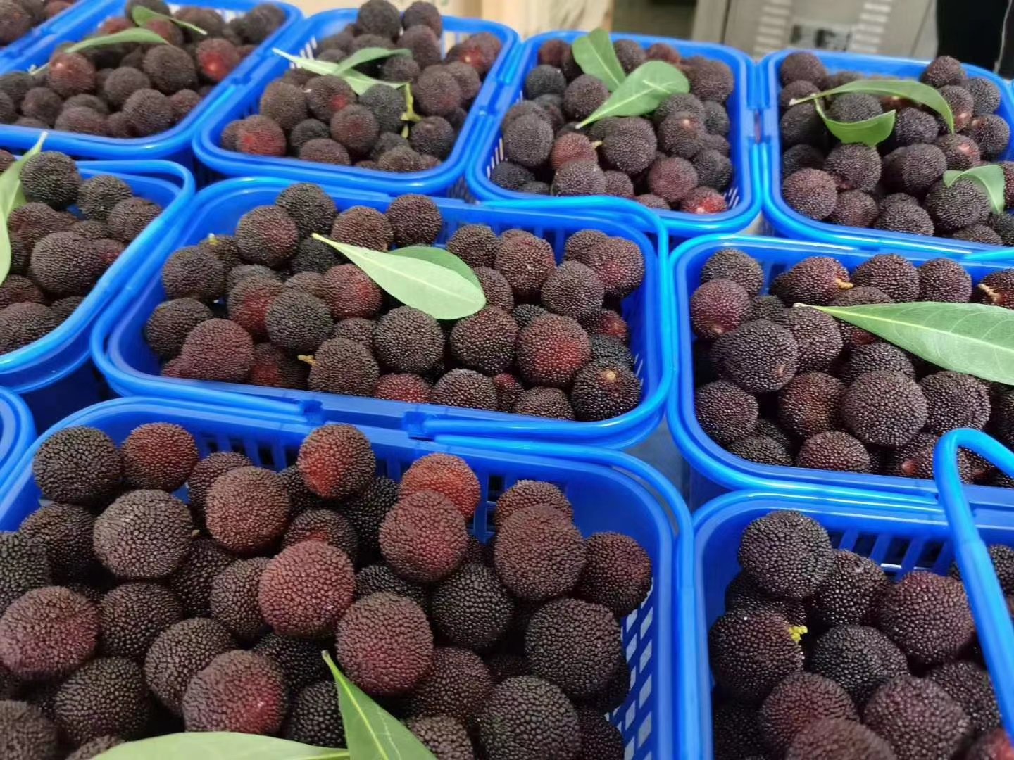 在一场农业博览会的展位上,多名消费者正在品尝东魁杨梅,展台上摆放着不同规格的包装产品,背景横幅写着‘仙居东魁杨梅·中国杨梅之乡’,工作人员身穿统一制服介绍产品,周围有媒体记者拍摄采访,体现品牌推广与市场对接场景 东魁杨梅品牌展销会现场