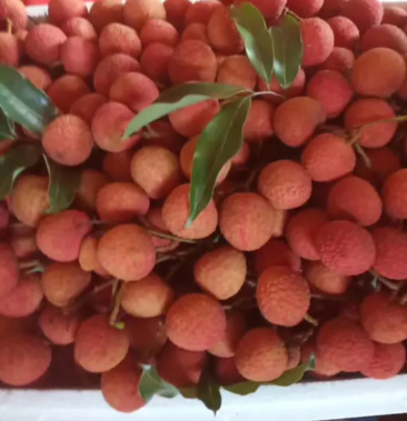 漳州漳浦乌石荔枝甲天下,专业做荔枝几十年