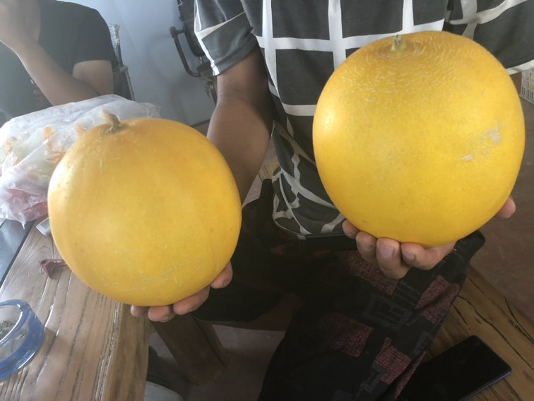 一名消费者正在超市水果区用手掌托起一个久红瑞甜瓜,另一只手轻按瓜底测试弹性,表情专注,背景陈列着多个同品种甜瓜,展示真实选购场景,强调互动性和实用性 久红瑞甜瓜的手感检测场景