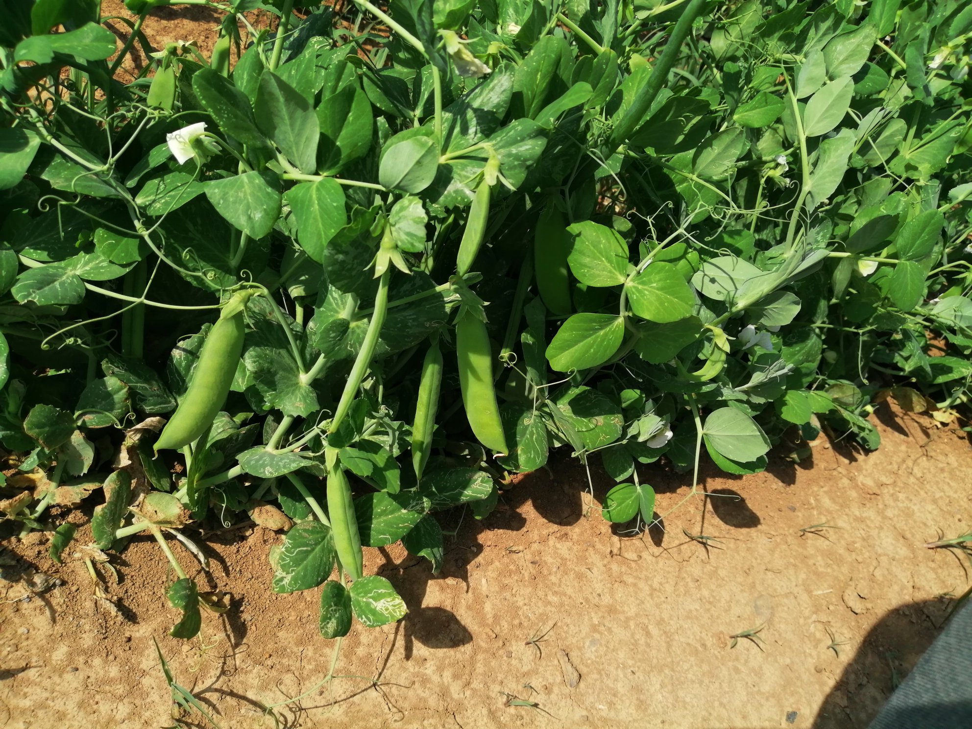 一片绿意盎然的豌豆田,可以看到成片的豌豆藤蔓沿着竹竿支架向上攀爬,叶片呈羽状复叶,藤上开着白色或淡紫色的小花,部分已发育成细长的绿色豆荚,阳光洒在叶片上,显得生机勃勃 豌豆植株整体生长状态