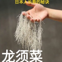 晒干龙须菜凉拌龙须菜脆嫩可口龙须菜海洋中的美食5斤包邮