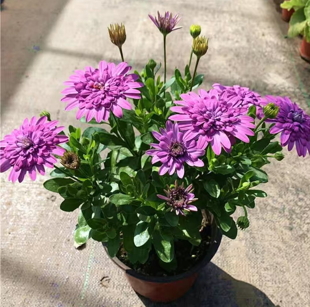 左侧为标准雏菊(Bellis perennis):株高8–15 cm,基生莲座叶丛,叶片倒卵形、全缘、具明显羽状脉,叶面密被灰白色短柔毛;右侧为双色金盏花(Tagetes patula):株高25–40 cm,茎直立分枝,叶片羽状深裂,裂片线形,叶背腺点明显,具浓烈萜烯气味;背景标尺为10 cm刻度尺,土壤基质为泥炭:蛭石=3:1 雏菊(Bellis perennis)与双色金盏花(Tagetes patula)植株对比图