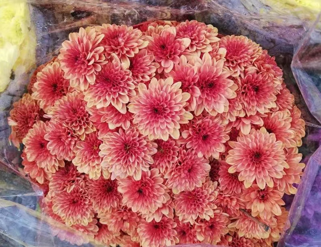 七彩雏菊花瓣颜色丰富,呈现红、粉、白、紫等多种色彩,形成绚丽的视觉效果 七彩雏菊花朵特写