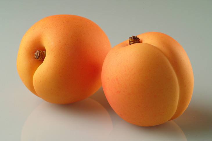 金太阳杏果实特写