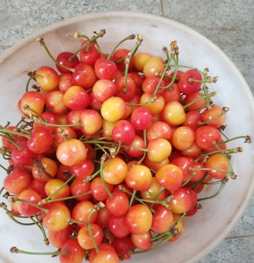 烟台露天黄蜜大樱桃产地直销