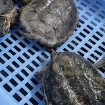鳄龟