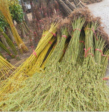 黄金柳 金丝垂柳 垂柳小苗 柳树枝条 垂柳苗竹柳包成活