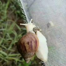 白玉蜗牛活体蜗牛巨型蜗牛全国包邮包技术培训包回收蜗牛