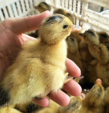 正宗大种蛋鸭苗,量大优惠