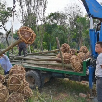 光杆带土球，裸根栾树10-20大量现货