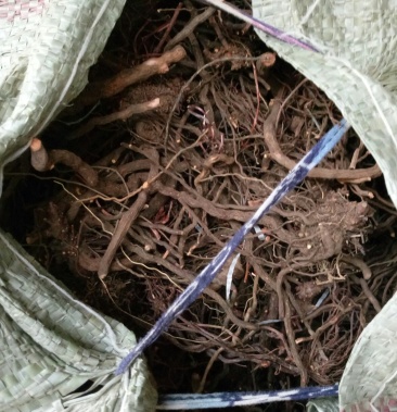 茜草茜草根地血太行山资源