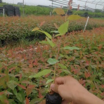 桉树苗规格15～35广29量大从优