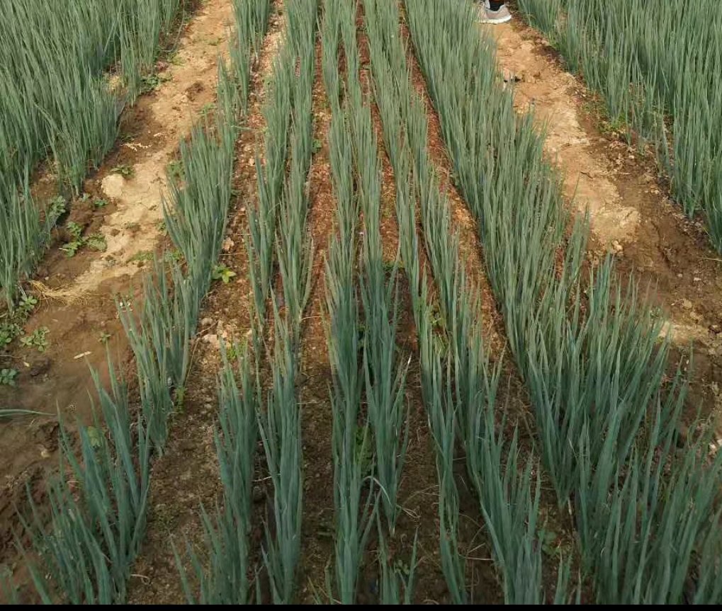 小葱施肥前后对比图