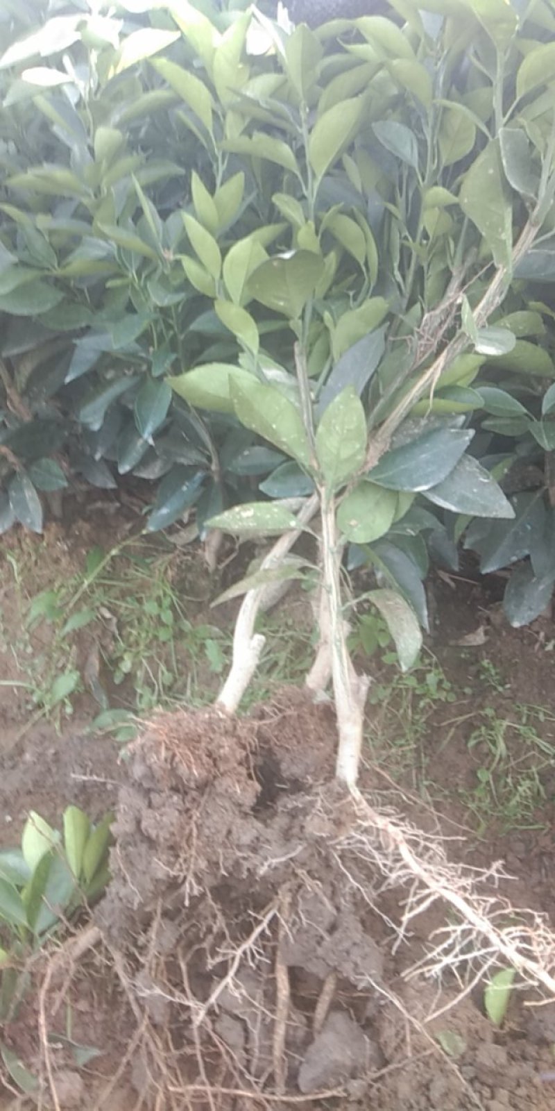 [长叶香橙苗批发]江西赣州瑞金市橙子苗 4.