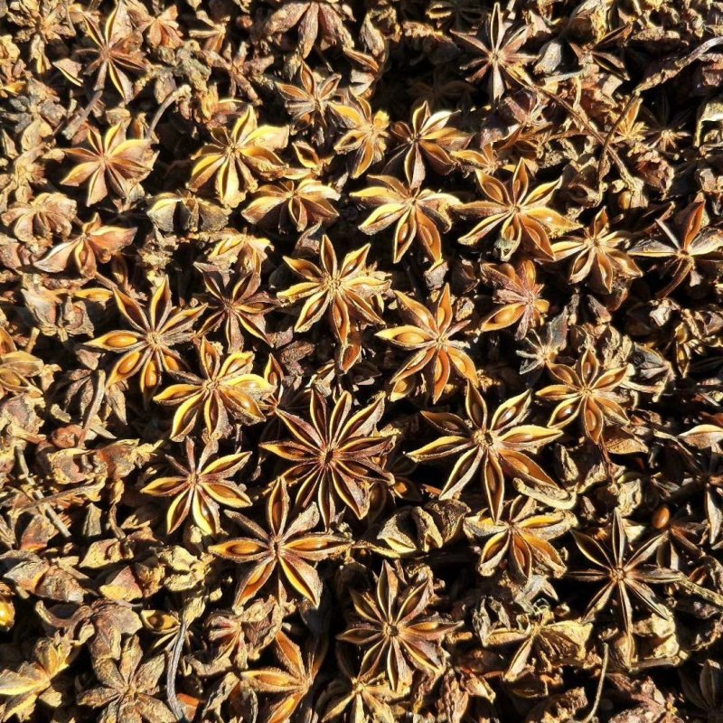 藤县古龙八角(水烫果)