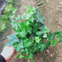 常春藤自家基地种植150盆