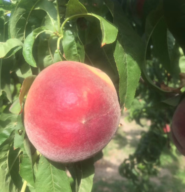 威县春雪桃春雪桃毛桃威县大甜桃