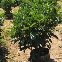 非洲茉莉花四季常绿非洲茉莉苗