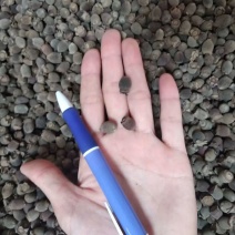 稔子干药用一件代发产地直销品质保证价格优惠