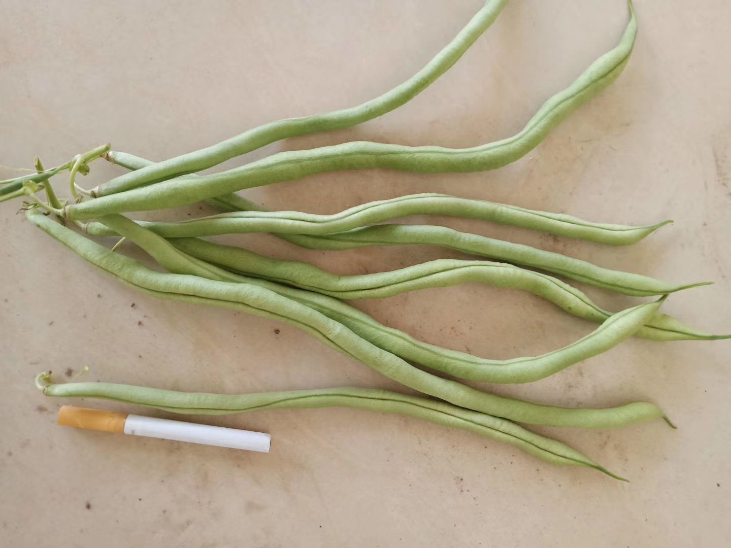 俯拍对比图:左上厚菱片(1cm厚)、右上滚刀块(棱角清晰)、左下细丁+粗丝混合装盘;三组旁标注尺寸标尺与对应风味标签 三种番茄切法对比排版图