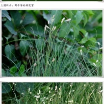 野牛草籽草坪草种籽矮生野牛草种子四季长青耐旱耐寒草平