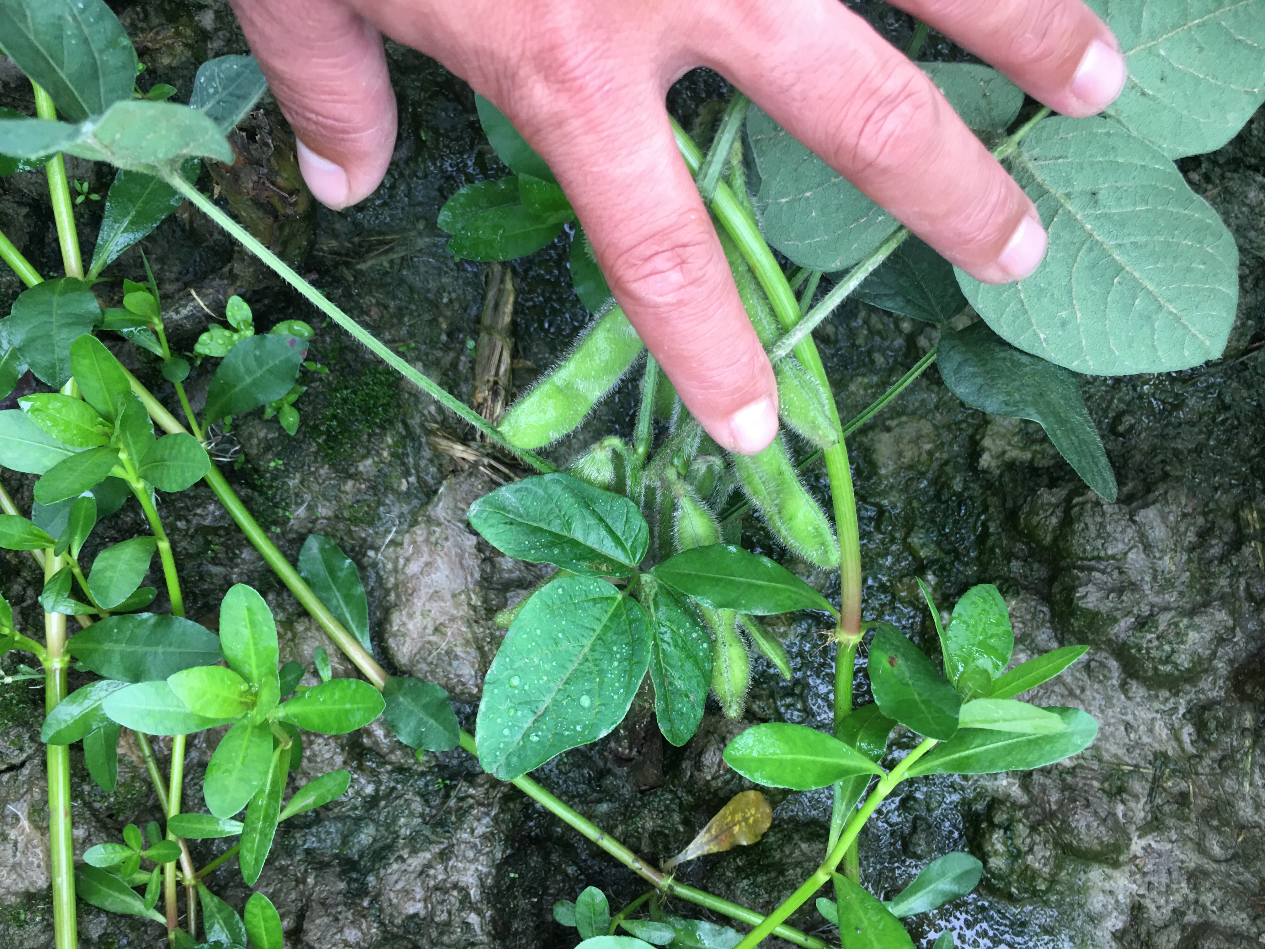 绿扁豆植株特写