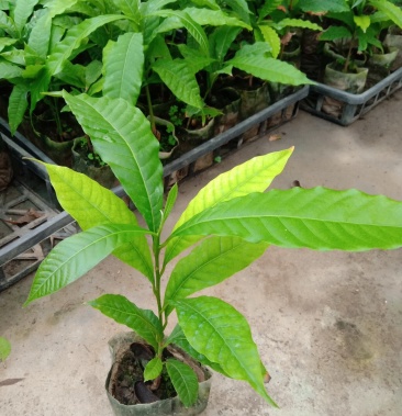 黄晶果黄金果苗正宗台湾水果苗庭院盆栽南方果树苗