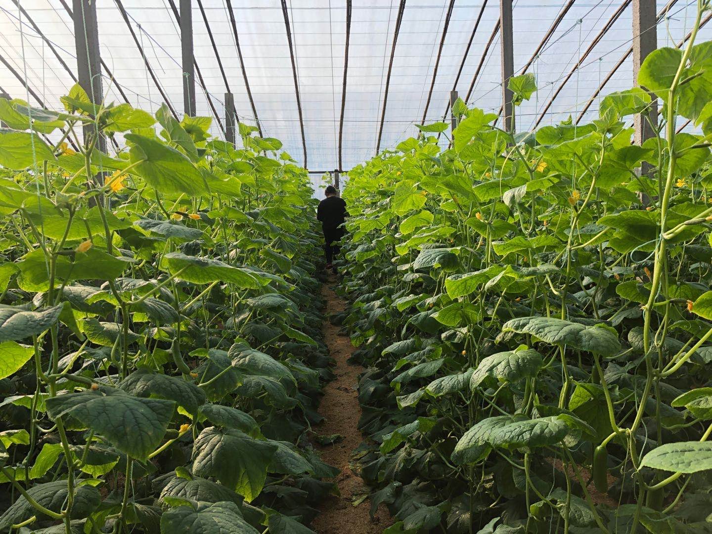 一名农民正在温室中对黄瓜植株进行叶面喷施作业,手持电动喷雾器,均匀喷洒叶片背面,周围植株生长整齐,部分叶片显示轻微黄化迹象,地面铺设滴灌带 黄瓜田间管理现场