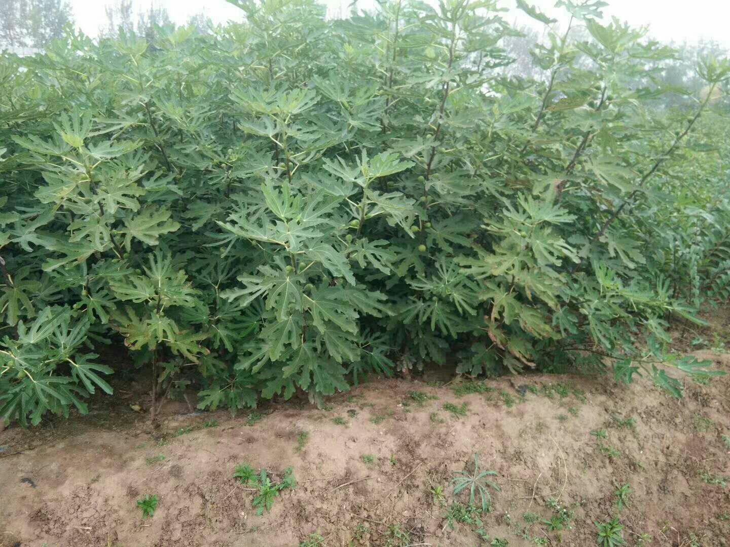 无籽西瓜种植园