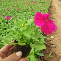 矮牵牛时令草花青州基地可视频看货支持线上保障交易