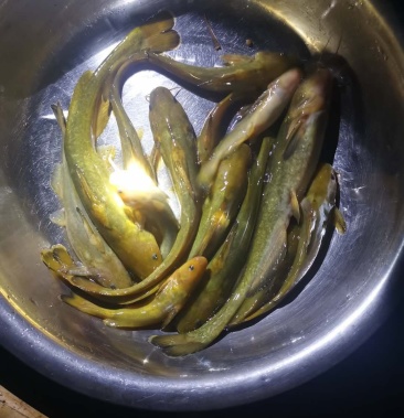 供应优质牛尾巴鱼苗肉嫩好吃好卖养殖容易发财鱼稻田套养