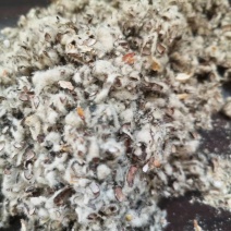 新疆棉壳新货棉壳棉饼牧场毛棉籽棉渣玉米芯颗粒