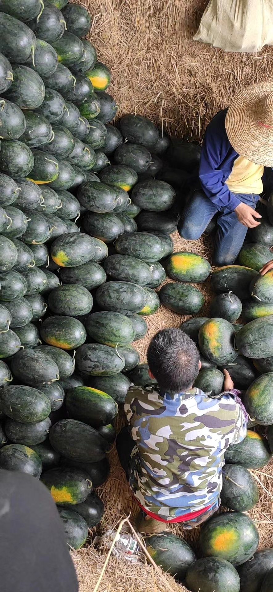 广西黑美人冰糖心西瓜