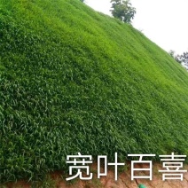 国产百喜草种籽宽叶草护坡绿化草种畜禽牛羊鱼兔