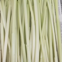 供应鲜蒲菜物美价廉大明湖三白鲁菜代表菜