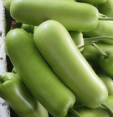 [瓠瓜批发]蒲瓜价格1.00元/斤 - 一亩田