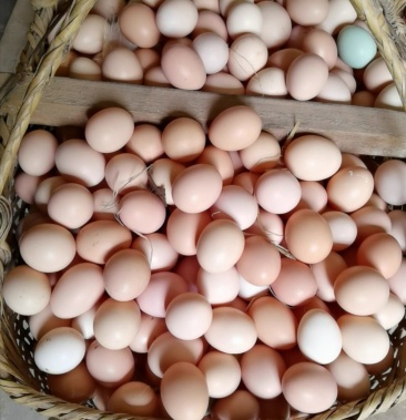 安徽皖南散养土鸡蛋360枚装箱一斤11到13个