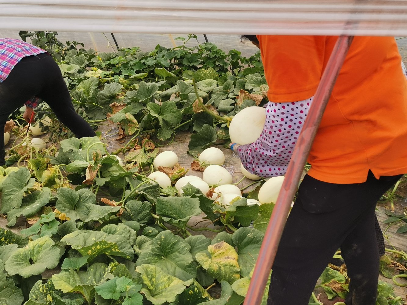 采摘中的南汇玉菇甜瓜