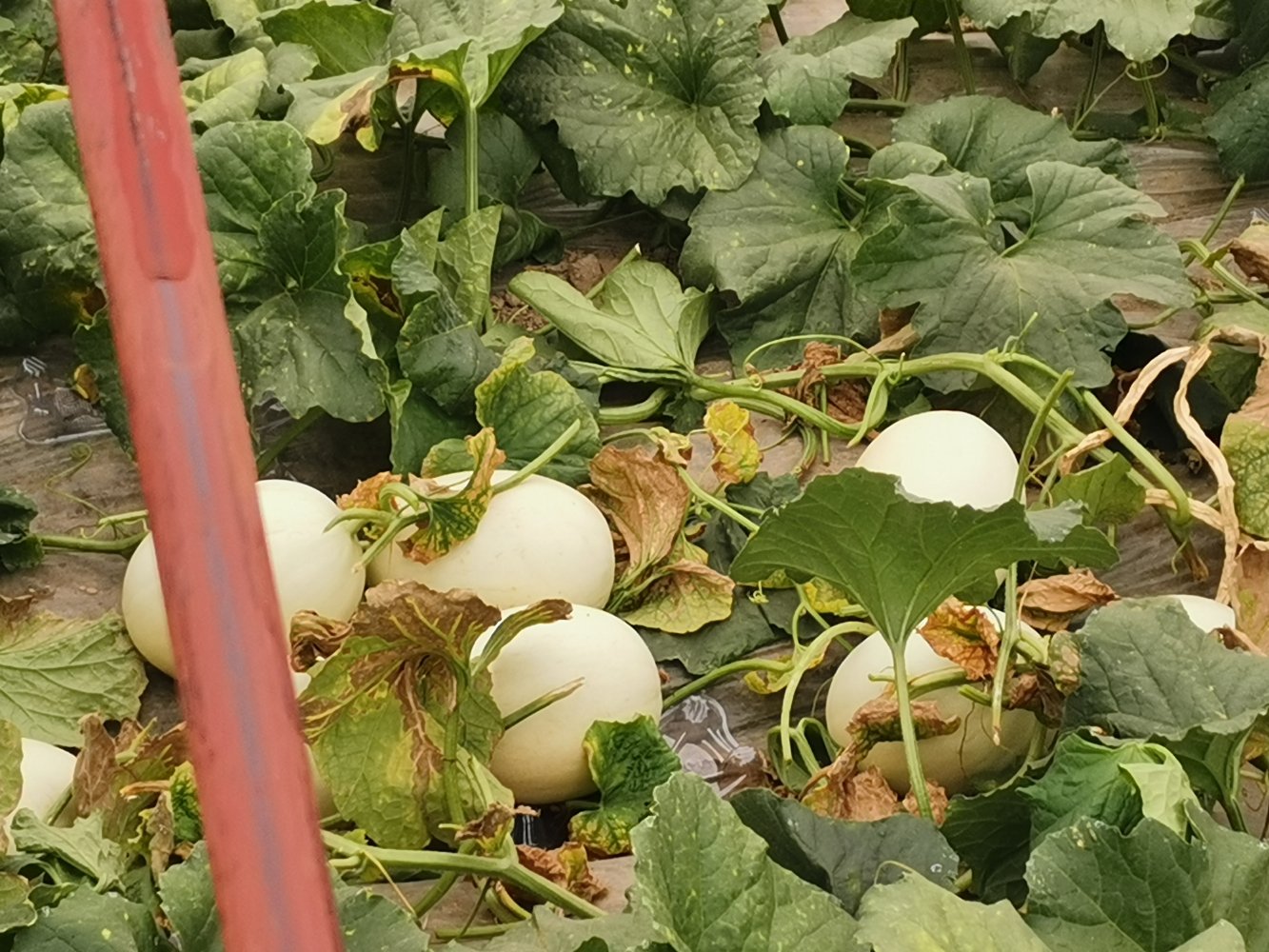 玉菇甜瓜种植田间实景
