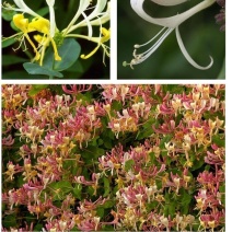 金银花盆栽鸳鸯藤树苗金银花卉泡茶阳台庭院四季常青爬藤植物