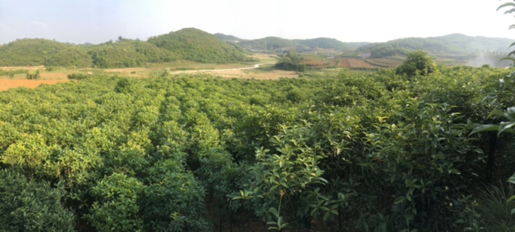 展示八月桂与四季桂在不同地区的种植场景,包括丘陵、城市公园等 桂花种植基地航拍图