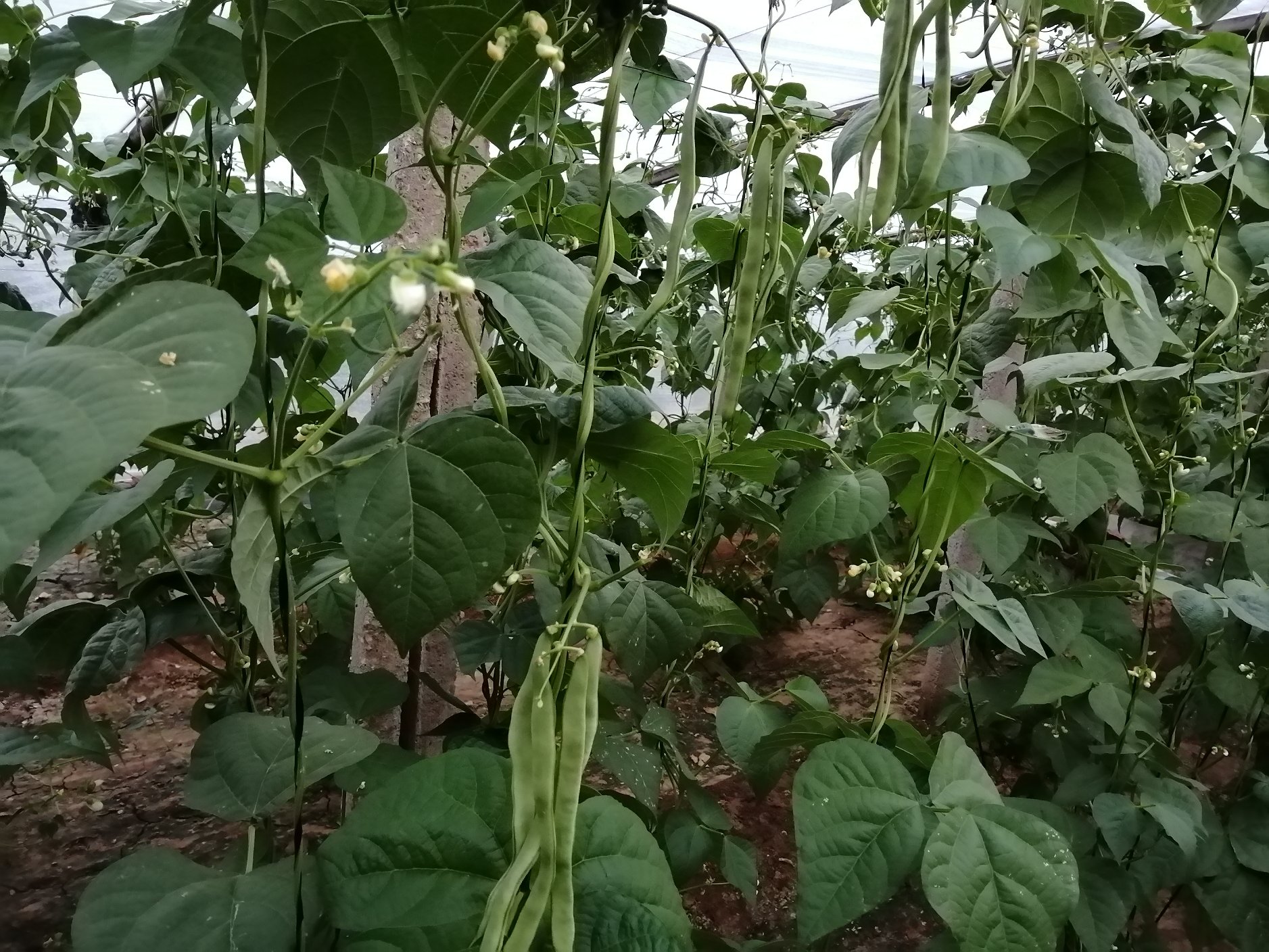 扁青芸豆的植株与豆荚特写