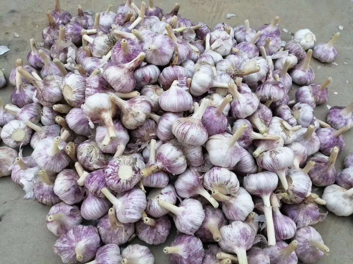 建水紫皮红蒜标准化初加工车间场景